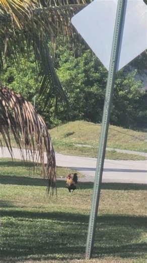 encontrando gallo en la calle finding a rooster in the street #landscape #nature #chicken