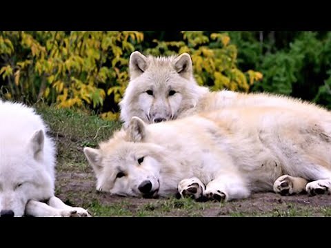 Pack of Arctic wolves settle for a nap in the afternoon