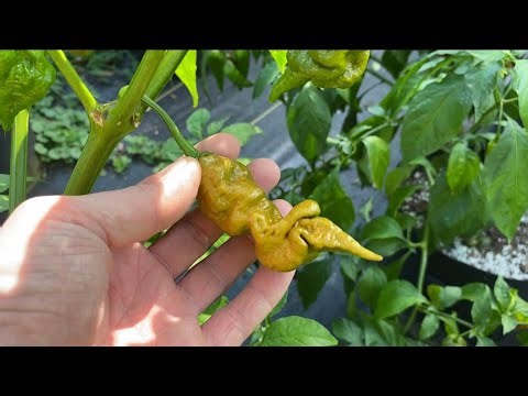 Full Hot Pepper Garden Tour 2023! #cravingcapsaicin