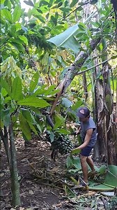 Harvesting Saba banana. #fruit #farmlife #satisfying #nature #farming #banana #harvest #shorts