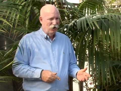 How to Care for Palm Plants