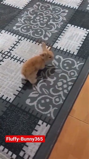 "Little Fluffy's adventures! 🐰✨ The cute bunny is exploring the room!"