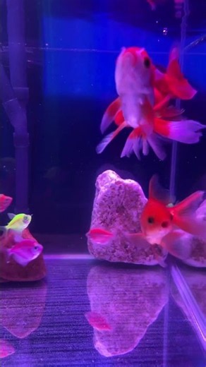 Relaxing Aquarium Fish Tank 4K UHD 🌊 Peaceful Underwater World for Sleep