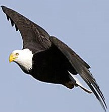 Adaptations in the biome