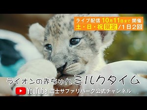 今だけ！ライオンの赤ちゃん「ミルクタイム」告知映像