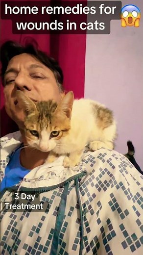home remedies for wounds in cats | cat wound natural remedy