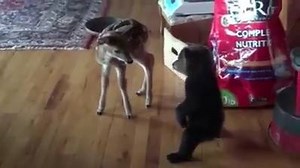 . very cute :) | Hits Popular Video