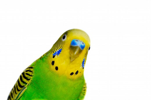 10 Types of Birds That Make Perfect Pets