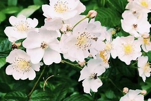 GA lawmakers want to change the state flower after 100 years. Here’s why and the new flower