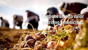 8.9K views · 408 reactions | Hoy rendimos homenaje a la maca, tubérculo originario de los Andes peruanos considerado en el mundo un «Superfood», por los múltiples beneficios que aporta a la salud. Aumenta la vitalidad y fuerza física, es cardioprotector, inmunoestimulante y antioxidante, entre otras virtudes. Y nuestros agricultores la cultivan manteniendo ancestrales costumbres incas. | Peruvian Cuisine for the World EXPO | Facebook