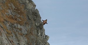 The Disturbing Walrus Scene in ‘Our Planet’