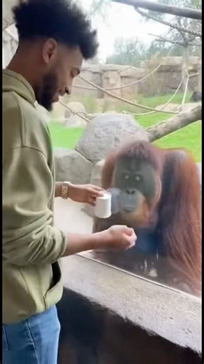 orangutan’s reaction to a magic trick is pure comedy 😂🪄