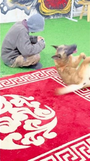 Real Life Sharing: Boundless Students, Horses, and a Clever Canine Code