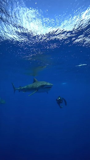 When animals poop in the ocean its a great way to move nutrients aroun...