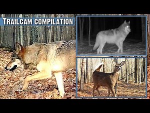 Upper Peninsula 2022: Wolves and Deer in the Wild