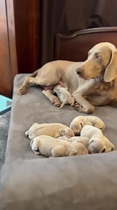 2.6K views · 210 reactions | This litter of Weimaraner puppies is so...