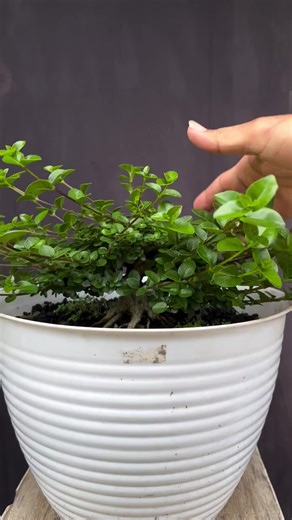 Belajar bonsai ☺️ Jangan lupa di sikat dan di pupuk #bonsaivietnam #bonsaiindonesia #bonsaimini #bonsai #belajarbonsai