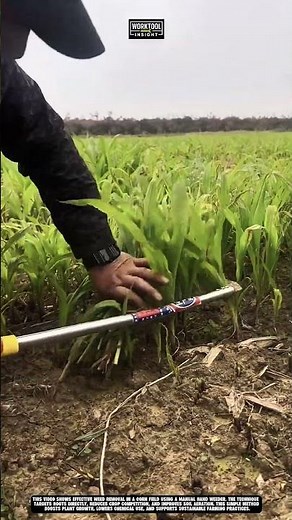 Removing weeds in corn field using Work tool manual hand weeder #tool #worktool