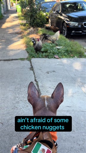 Axl vs a 10 piece nugget combo #xolo #xoloitzcuintle | xolo