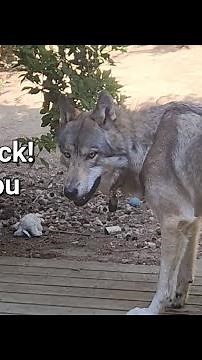 Heartbroken Honey Howls! A Sad Wolf Howling. #petwolf #wolfpup #wolfdog