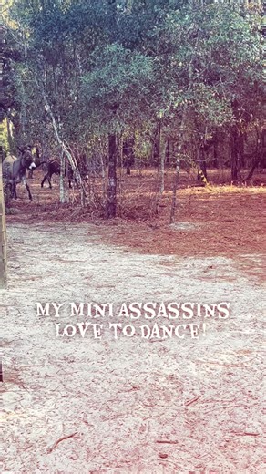 My little dancing donkeys. #assassinranch #dancingdonkey #miniassassins | Assassin Ranch