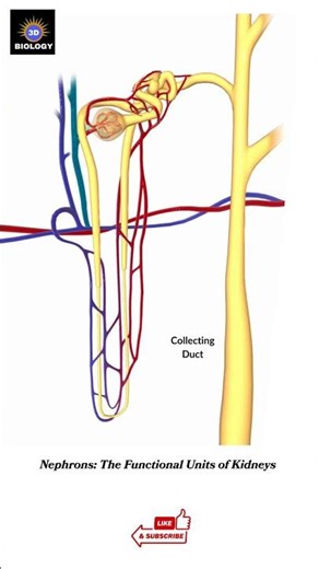Nephron in 60 sec | Super Easy Flow Trick for NEET