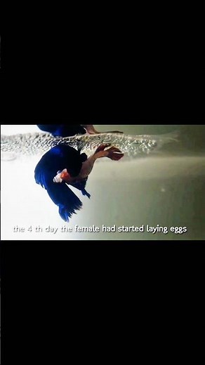 Fighter fish breeding betta fish breeding and laying eggs 🐟 🐠 #fish #bettafish #betta #aquarium
