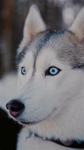 This is how your Dog REALLY sees the world #dogbehavior #dogfacts #dogcoach