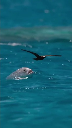 புத்திசாலி பாறை மீன் || Giant Trevally Fish Eating Birds || Tamil Info Share #shorts