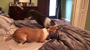 A lil bed wrestlin brought to yous by 2 cwazy dogs! 🤣 | Titus and His Girl Hailey