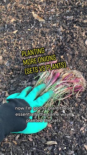 Planting Onion Plants for a Bountiful Harvest