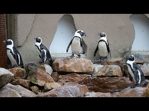 Lehigh Valley Zoo Penguin Cam