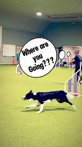 Teaching a dog to turn tight in agility should not be a source of conflict or stress for either the dog or the handler. Join our FREE Masterclass and see the unique approach three world champions take to teaching the concept of turning tight. Our goal is always #GreatBehaviorsBeforeObstacles. Go to DogsThat.com/Agility2025 to join us now #Handling360 | Susan Garrett's DogsThat
