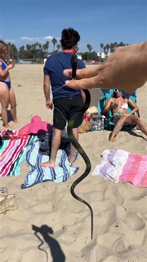 Snake prank on the beach This original video was produced by Rick Lax and Alex Z. | Silly Skits & Sentimental Scenes