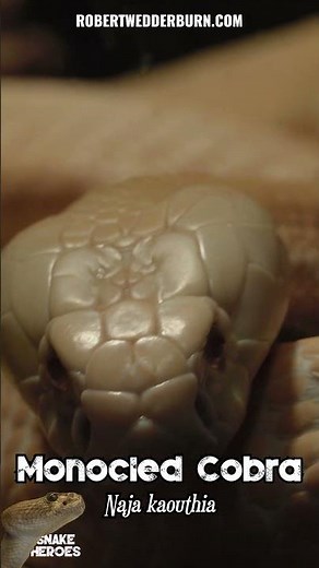 😲🐍 Albino Monocled Cobra 😲🐍