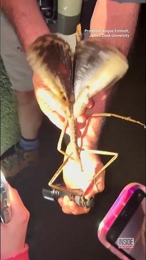 Huge New Insect Species Discovered in Australia #shorts