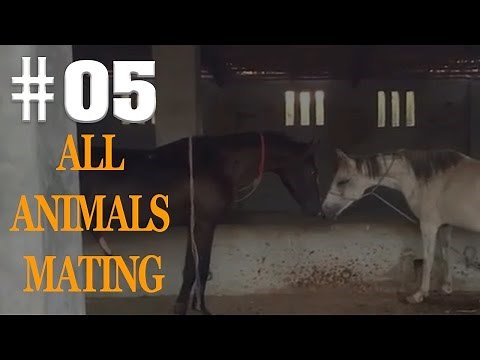 Best Animal Matings Long New Video Season 6, Dog, Pig, Goat, Turtles, Zebra