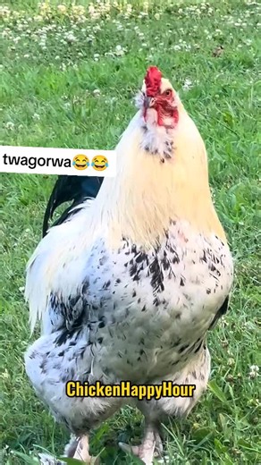 GOAT DERRICK 1 on TikTok