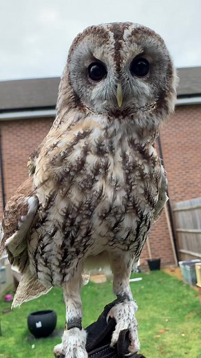 Owl Sitting Cross-Legged on Branch | Wild About Britain
