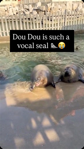 Seals and Sealions 🦭 on Instagram: "True seals cannot walk on their flippers like sea lions, so they have to move by doing “the worm” across the beach. 🐛 They basically bounce on their chubby bellies to get anywhere, which is scientifically known as “galumphing.” It looks like a giant water balloon trying to run, and it is absolutely hilarious to watch. We post videos of this aggressive wobbling all the time because seeing a round seal bouncing toward the water is the best motivation you’ll se