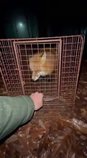 A Fox Cried For Help | foxes