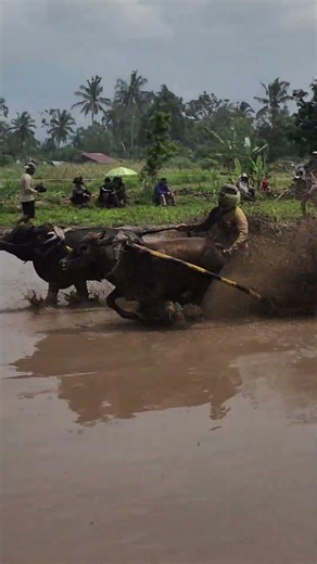 Indonesia’s Craziest Traditional Cow Race
