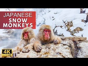 Japanese Snow Monkeys Soak in Hot Springs | Jigokudani Monkey Park
