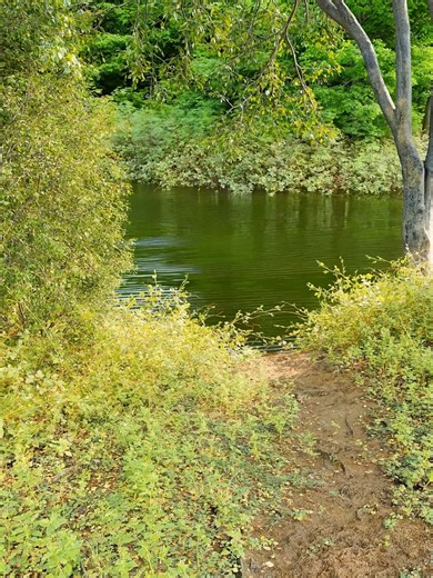 Discover Hidden Digital Nature Retreats