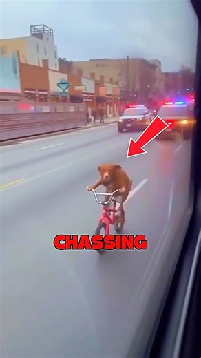 I Can’t Stop Laughing 🤣 Dog Funny Moments Part 4. #dog #animals #shorts