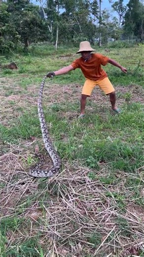 Brave action ❗ This young man caught a python alone #trending