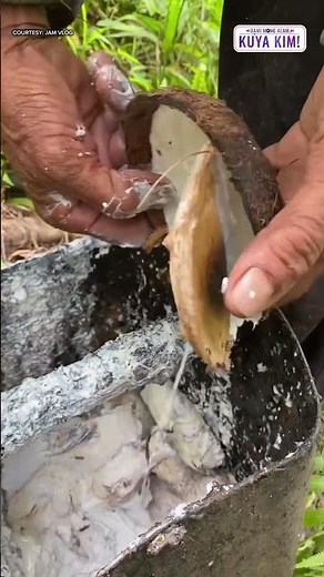 Mga goma, nanggaling pala sa dagta ng puno! | Dami Mong Alam, Kuya Kim!
