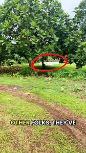 Rediscovering my roots in American Samoa/Western Samoa after leaving as a child has been a profoundly empowering experience, and learning about our ancestral burial traditions has given me a deep sense of pride and connection to my cultural heritage and family history. Here’s my great Grandfather Toloumu Tuimalealiifano grave just behind my uncles house. #samoa #samoan #culture #family #islandlife | Junior Aumavae