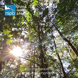 208 reactions · 22 shares | The dawn chorus heralds the arrival of longer, warmer days. Discover why spring has our song birds serenading. | RSPB | Facebook