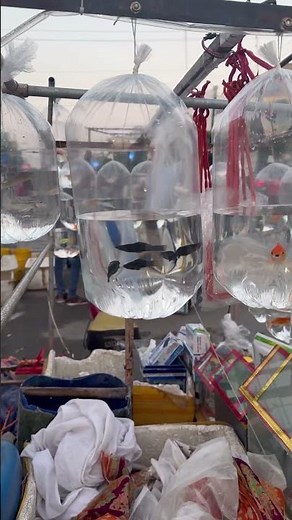 Molly Fish: The Ultimate Care Guide